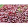2000+PCS RED SPINACH/ RED AMARANTH SEEDS/ RAU DỀN ĐỎ |