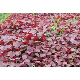 2000+PCS RED SPINACH/ RED AMARANTH SEEDS/ RAU DỀN ĐỎ | 90% GERMINATION |