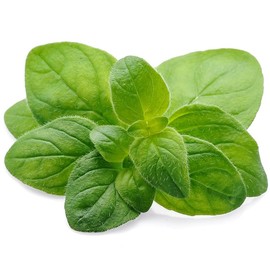 Greek Oregano (2500 Seeds)
