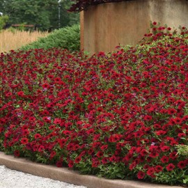 Outsidepride 15 Seeds Annual Spreading Tidal Wave Red Velour Petunia Garden Flower Seeds for Planting