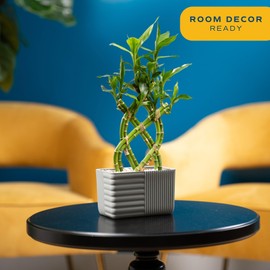 Costa Farms Lucky Bamboo Live Plant | 12-18 Inches Tall Indoor Houseplant | Potted in Minimal Decor Plant Pot | Braided or Straight, Grower's Choice| Room or Office Decor