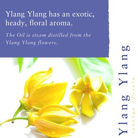 Absolute Aromas Ylang Ylang Essential Oil 10ml - 100% Pure, Natural, Undiluted, Vegan and Cruelty-Free - for use in Diffusers and Aromatherapy Blends
