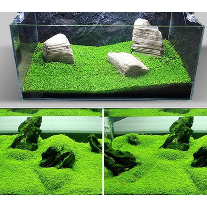 4 Pack Aquarium Plant S.e.e.d Set, not Artificial plasticl Plant.