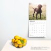Black Labrador Retrievers | 2025 12 x 24 Inch Monthly