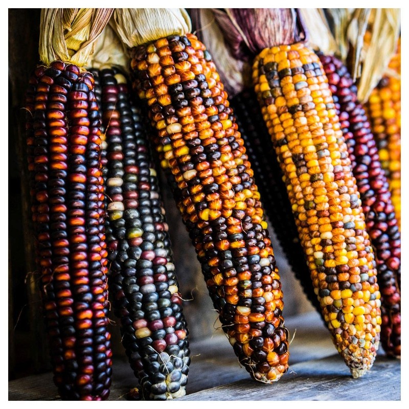 Everwilde Farms - 1 Oz Wampum Ornamental Corn Seeds -