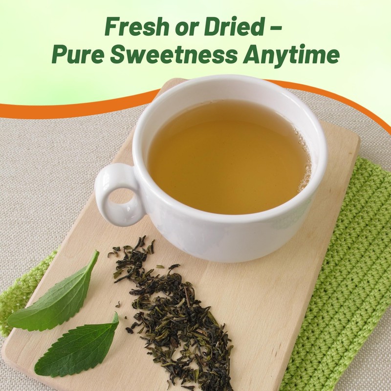 Outsidepride Stevia Sweetleaf Seeds - 100 Pcs. Perennial, Versatile &