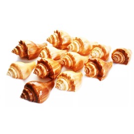 Set of 12 Vole Shells (3") Natural Seashell Medium Hermit Crabs Crafts Decor