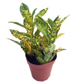 Gold Dust Croton - 4" Pot - Colorful House Plant
