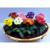22Day Seeds: Seeds Evening Primrose Garden Mix/Primula/Perennial Flowers