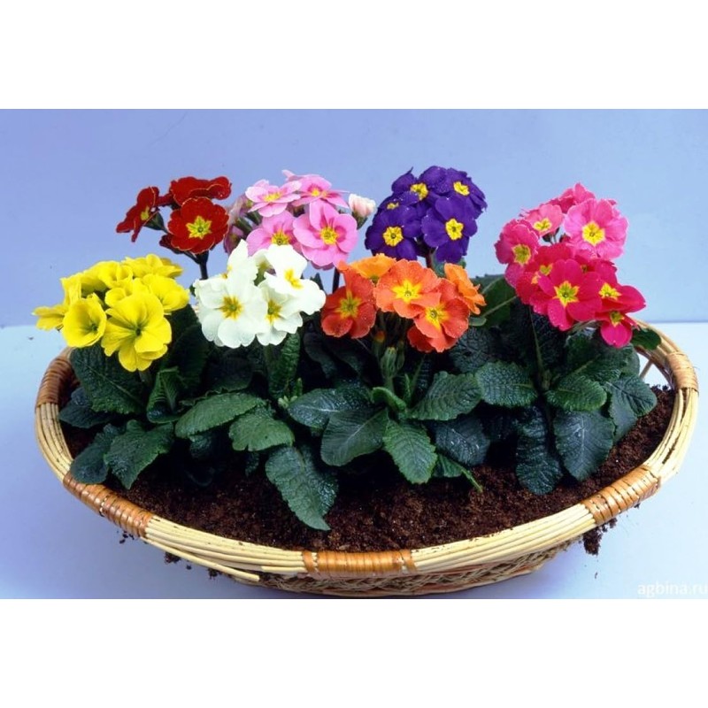 22Day Seeds: Seeds Evening Primrose Garden Mix/Primula/Perennial Flowers