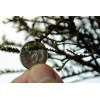 House of Bonsai Cork Bark Hokkaido Dwarf Chinese Elm Pre-Bonsai