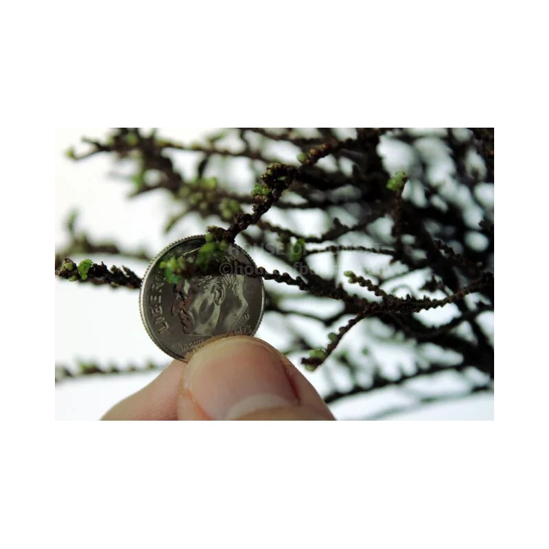 House of Bonsai Cork Bark Hokkaido Dwarf Chinese Elm Pre-Bonsai