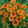 Outsidepride 1000 Seeds Annual Ursinia Anthemoides Flower Seeds for Planting
