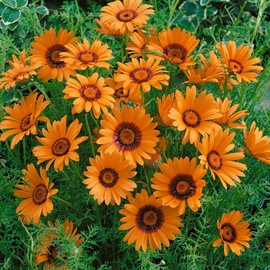 Outsidepride 1000 Seeds Annual Ursinia Anthemoides Flower Seeds for Planting
