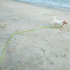 Vivifying Floating Long Dog Leash, 32ft Dog Training Leash for