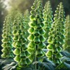 22Day Seeds: Seeds Bells of Ireland/Moluccella/Shellflower/Annual Flowers
