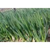 Atlas Scallion Onion Vegetable Seeds - Over 10,00 Seeds