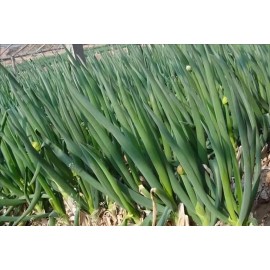 Atlas Scallion Onion Vegetable Seeds - Over 10,00 Seeds