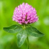 Red Clover Seeds, Nitro-Coated and Inoculated, 1 Pound Pack by
