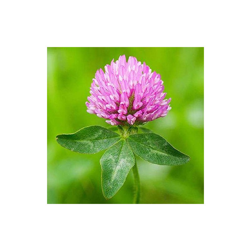 Red Clover Seeds, Nitro-Coated and Inoculated, 1 Pound Pack by