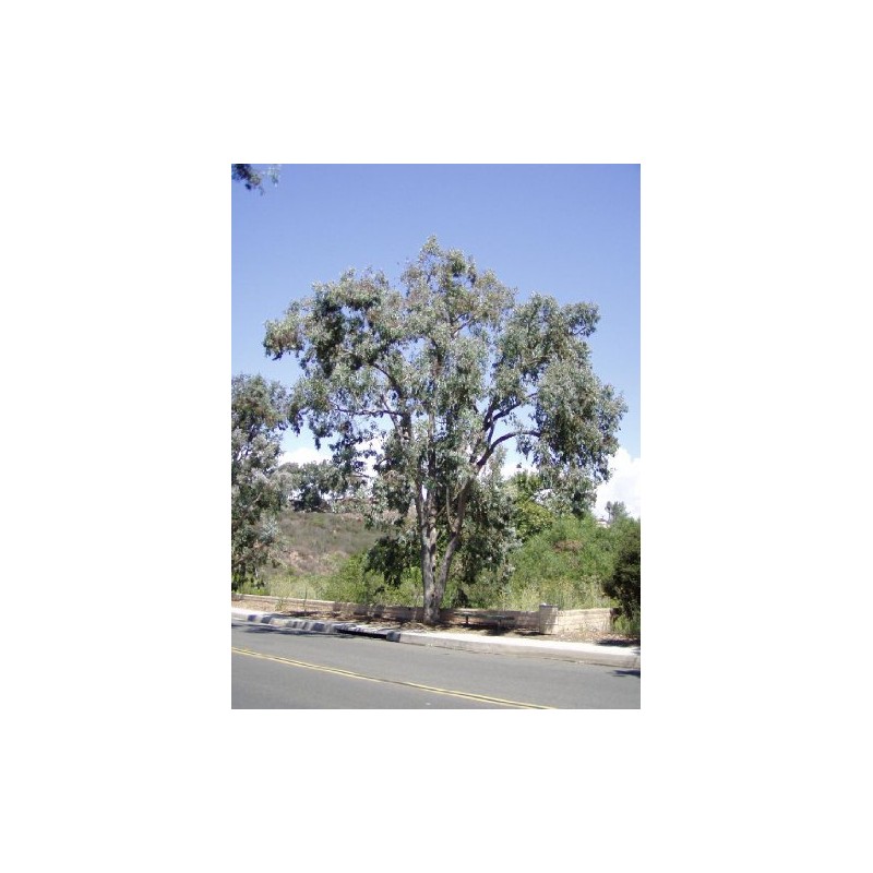 Eucalyptus polyanthemos-Silver Dollar Eucalyptus Tree 10+ Seeds
