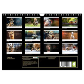 Tierische Klugscheißer (Wandkalender 2026 DIN A4 quer), CALVENDO Monatskalender