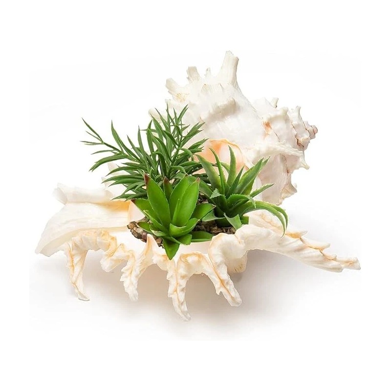 Large White Murex Ramosus Natural Conch Seashell Rare Real Aquarium