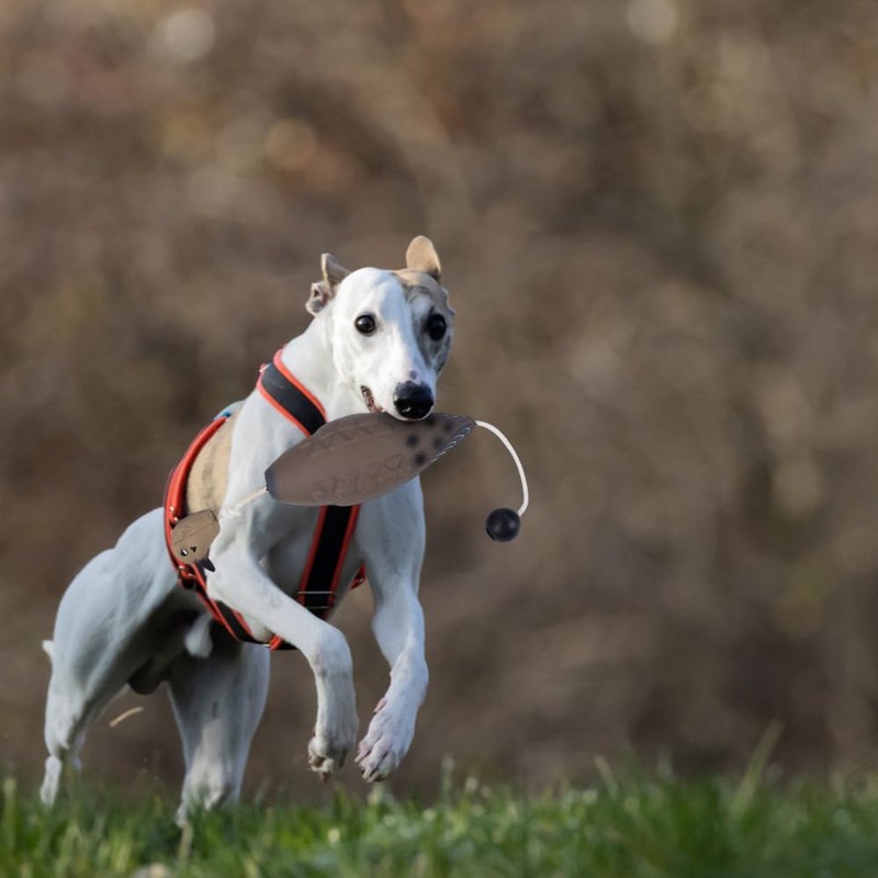 BDKMMS Dog Training Duck Dummy, Buoyant Duck Decoy, Duck Recognition