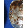 Salty Pelican Drilled Hole Saddle Oysters Large Size Range 4"