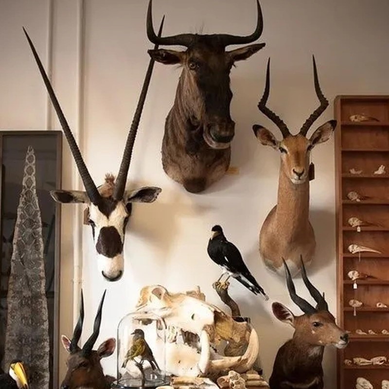 NouraVita 12 Pack European Skull Mount Hanger with Silicone Protector
