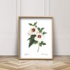 Rose of Sharon Art (White Wall Decor, Botanical Hibiscus Flower