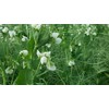 Hale Habitat & Seed Winter Pea Food Plot Seed, 5