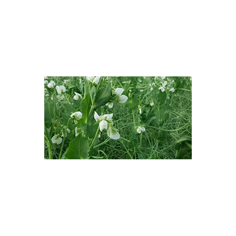 Hale Habitat & Seed Winter Pea Food Plot Seed, 5