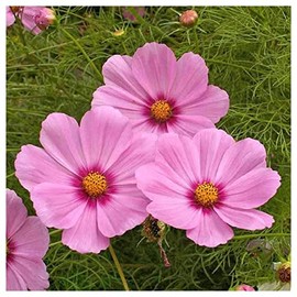 Everwilde Farms - 1/4 Lb Gloria Cosmos Wildflower Seeds - Gold Vault