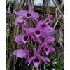 Orchids Dendrobium superbum var. gigantea *Fragrant