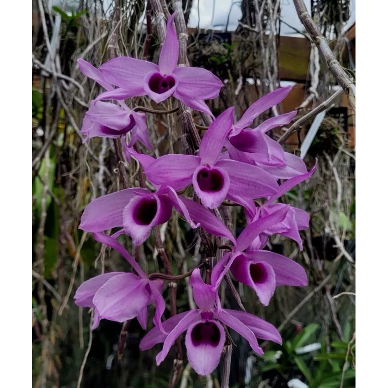 Orchids Dendrobium superbum var. gigantea *Fragrant