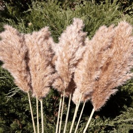 SREED Natural Pampas Grass Stems, 28 Inch Tall, Brown, 20 Pieces, XL Dried Fluffy Decorative Bouquet