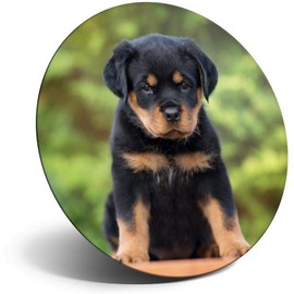 Destination Vinyl ltd Magnet for Refrigerator, Fridge - Cute Rottweiler Puppy Dog Rottie for Office, Cabinet and Whiteboard, Magnetic Stickers, 44806