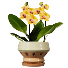 Gepege 6.5 Inch Orchid Pots with Holes for Indoor Plants, Plant Pots with Drainage Hole, Ceramic Planter with Saucers, Indoors Flower Pots