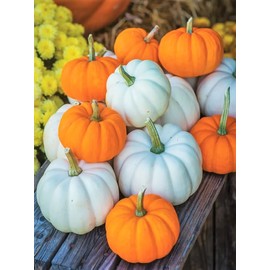 TomorrowSeeds - Mini Mix Pumpkins Seeds - 30+ Count - for 2026 Planting White Orange Mix Baby Boo, Jack- Be-Little, Wee-B-Little Untreated Squash Vegetable Grow Your Own Home Farm Patio Healthy