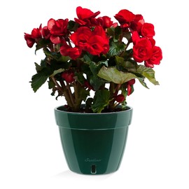 Santino ASTI 7.9 Inch Self Watering Planter Green/Black for Indoor Plants - Premium Quality Modern Plastic Pot w/Water Level Indicator for All House Herbs, Plants, African Violets and Dahlias…