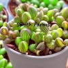 15+ Seeds Watermelon Grass Succulent Fast Growing Low-maintenanc