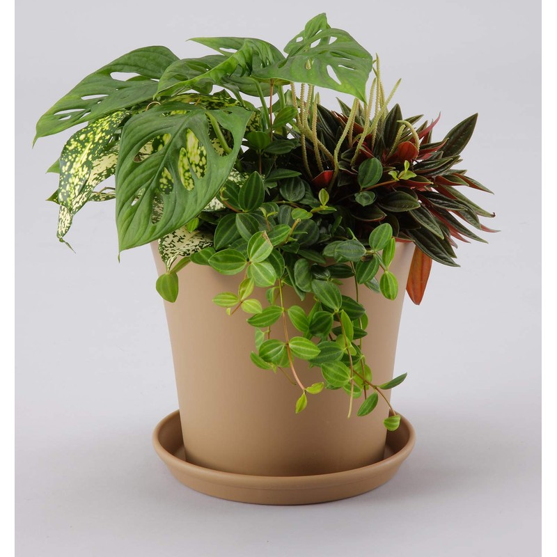 Appleware Coty Plate Type 220 Brown