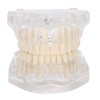 Dental Model, Transparent Acrylic Dental Teeth Model, Simulation Mouth Model,