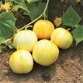 TomorrowSeeds Lemon Cucumber Seeds | Golden Yellow Crystal Apple Cucumbers Budamkaya Seed 2024