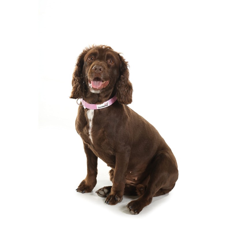 Collar, Night Leopard, 6-11