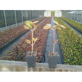 Japanese Snowball Bush/Shrub - 6-12" Tall in a 3" Pot - Live Plant - Viburnum Plicatum - Ready to Plant