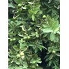 Guava Tree White Guava Tree With Pot Seedling Tropical Live