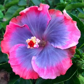 Purple KVITER 20 Hibiscus Seeds - Pink Purple Blue Colors for DIY Enthusiasts, Home Gar