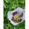 The TRUE Izmir Bush Poppy (Papaver S.) 1500 Seeds